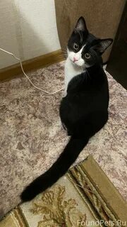 Кошка наверно