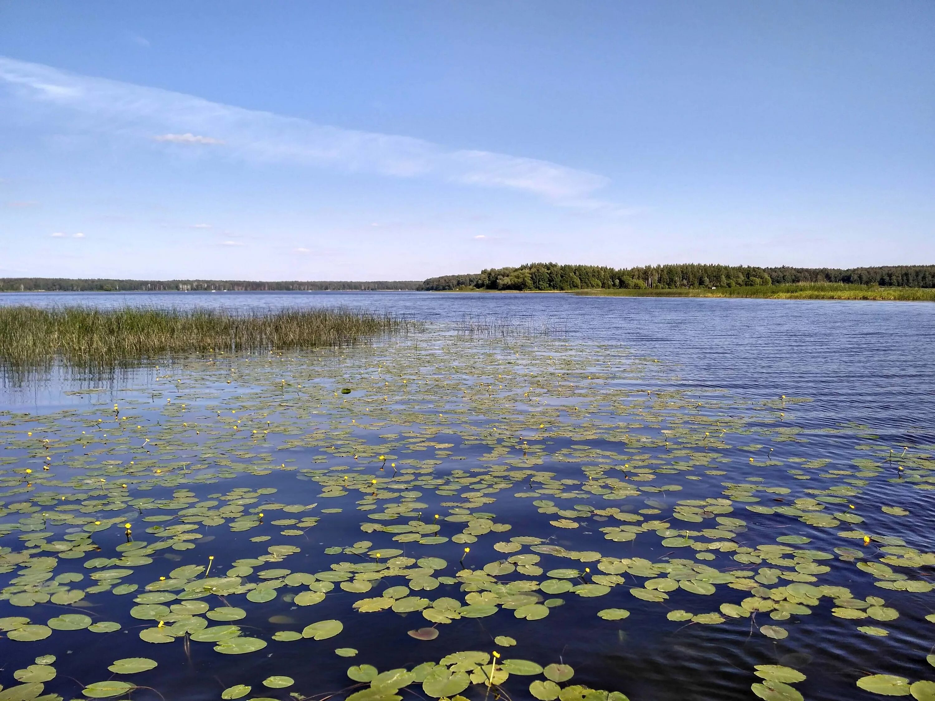 Завидово иваньковское водохранилище. Острова иваньковского водохранилища. Иваньковское водохранилище дубна. Острова иваньковского водохранилища. Пляж дубна иваньковское водохранилище.