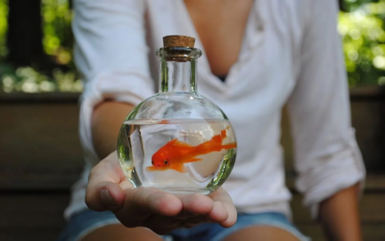 Золотая рыбка в аквариуме. Девушка и Золотая рыбка. Фотосессия с золотой рыбкой. Золотая рыбка в руках.
