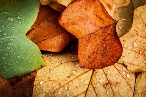 Mobile wallpaper: Leaf, Fall, Earth, Colors, Water Drop, 726278 download the pic