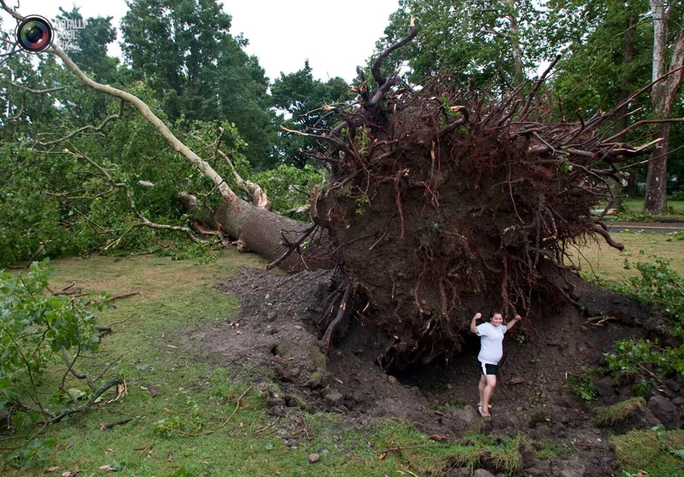 Можно сломать дерево. Упавшее дерево с корнем. Поваленное дерево. Корни поваленного дерева. Вырванное дерево.