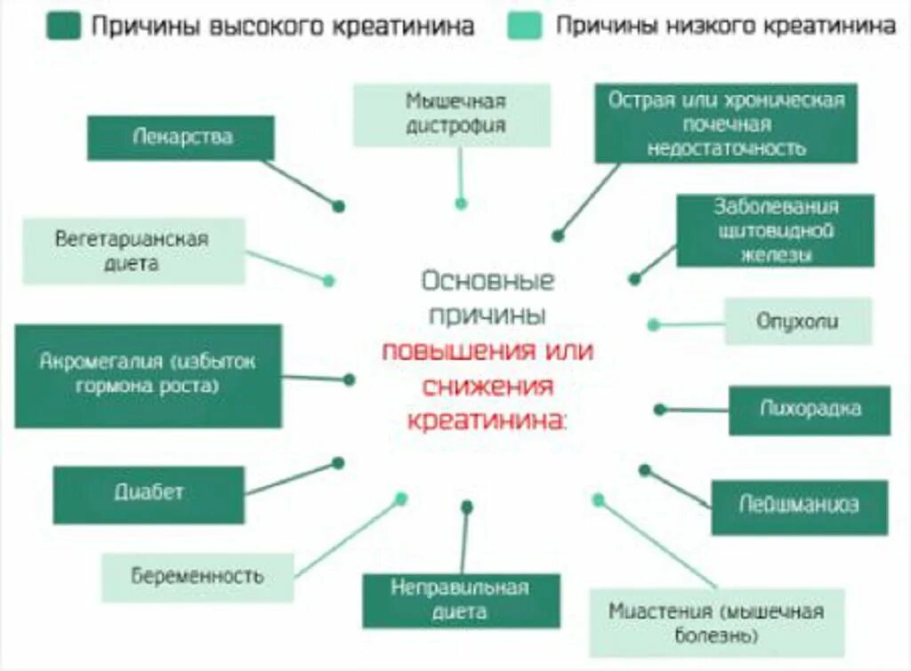 Причины повышения креатина. Причины повышения креатинина. Повышение креатинина в крови причины. Почему повышен креатинин.