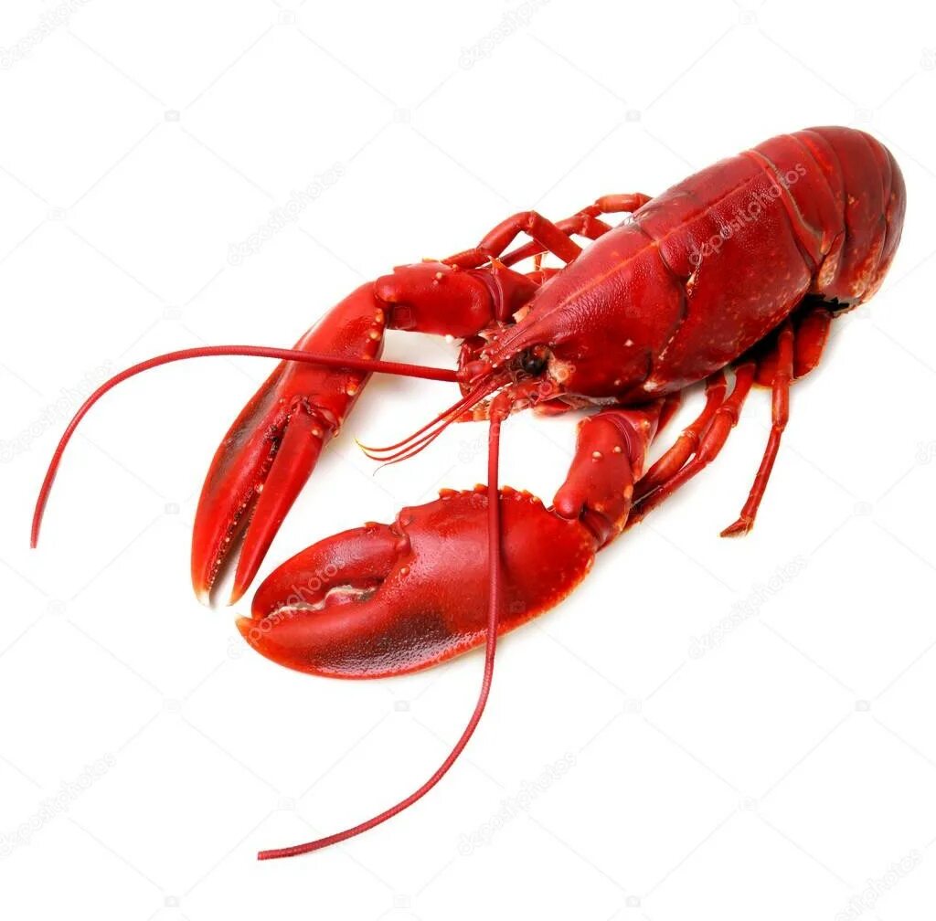 Procambarus clarkii. Живой красный рак. Морепродукты омар лангуст. Живой красный рак. Красный флоридский краб.