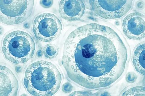 The second of cells