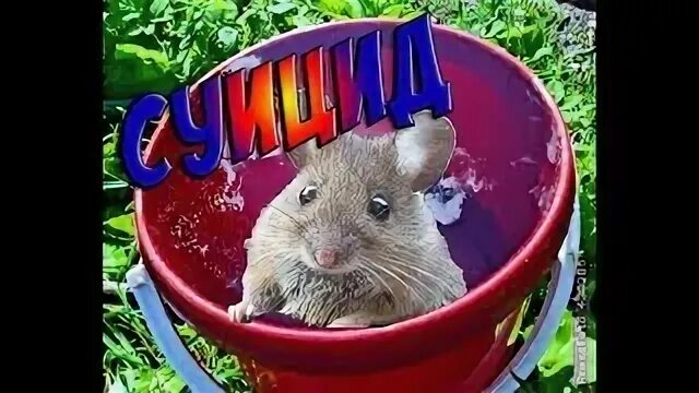 Счастливая сера мышь. Счастливая сера мышь