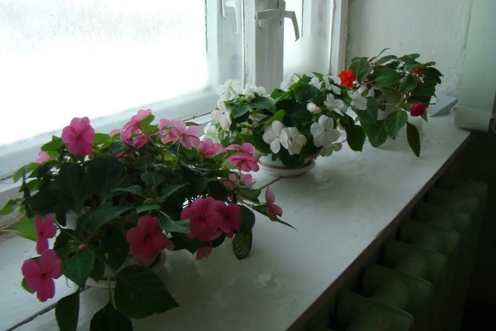 подоконник с цветами. расцвели подоконнике. цветы в горшках на подоконнике. комнатные растения на подоконнике. цветы на подоконнике.