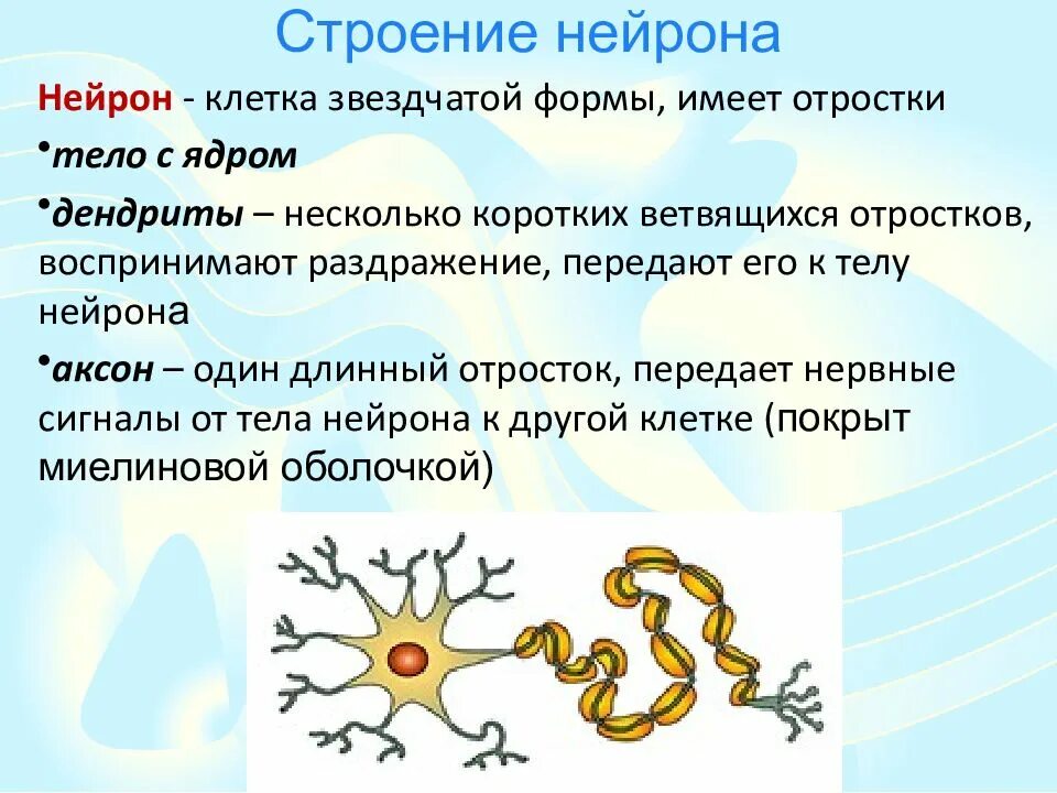 Короткие ветвящиеся отростки нервных клеток. Ветвящийся отросток нервной клетки. Нервные клетки имеют отростки двух типов. Клетки имеют отростки. Нервные клетки Нейроны имеют отростки 2 видов.