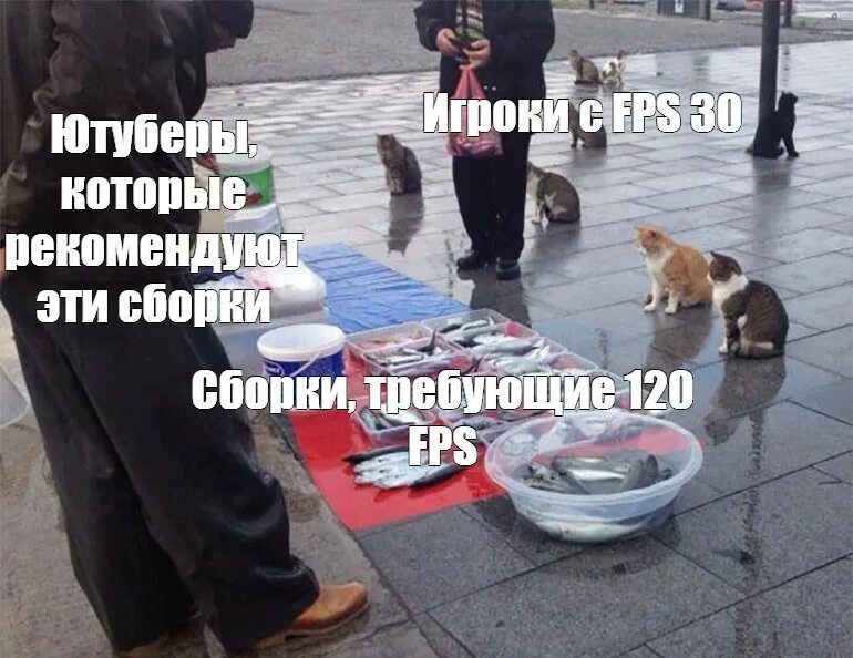 Кот рекомендует. Кот рекомендует