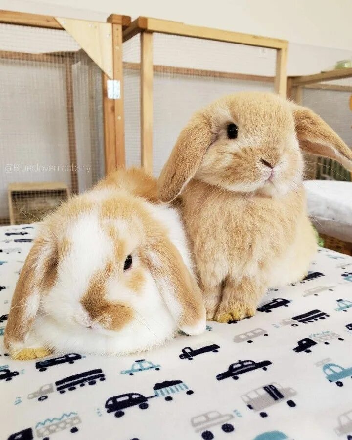 Many cute rabbits. Милые зайчики. Bunnies pet. Bunnies pet. Bunnies pet.