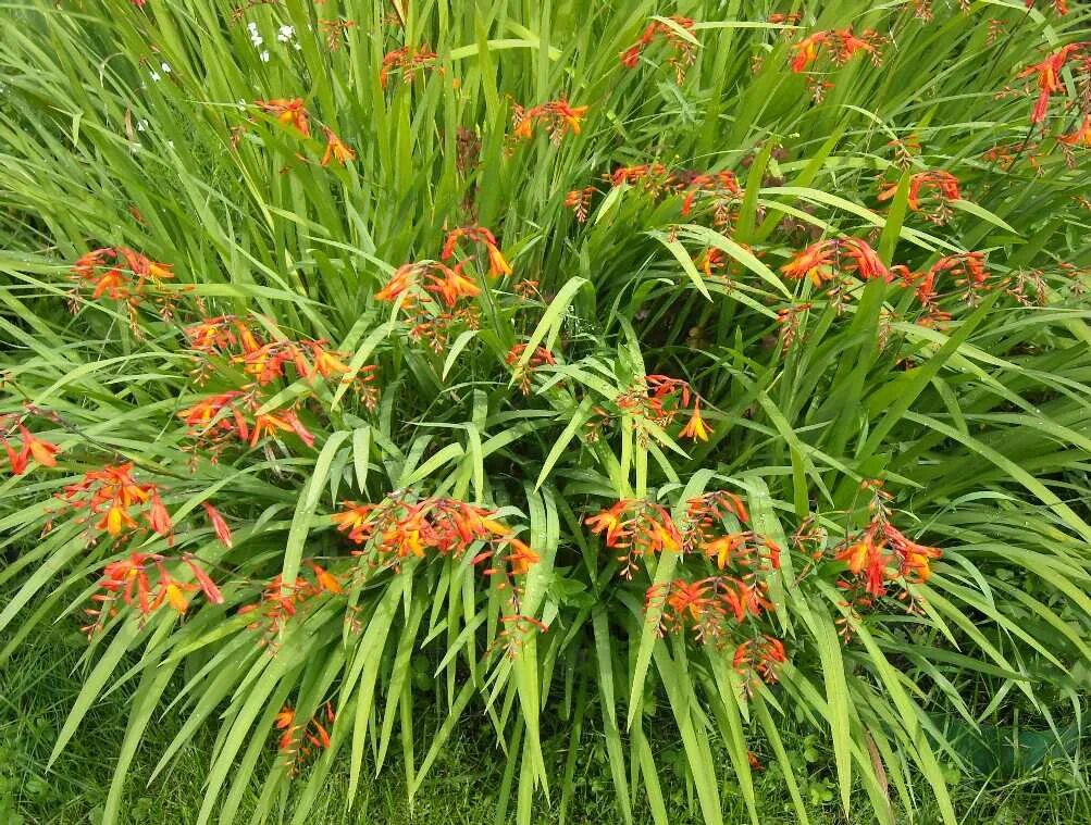 Крокосмия (Crocosmia). Крокосмия Fire King. Крокосмия Сюзанна. Крокосмия Джордж Дэвидсон, 8/+.