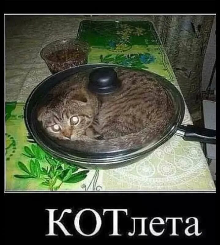 Мама поджарила 11 котлет за обедом съели. Белая кошка на сковородке. Кот мени. Кот в сковородке фото. Сковородочки Мои сковородочки Мем.