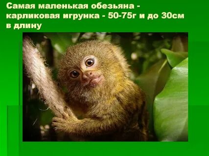 Обезьяна русский язык
