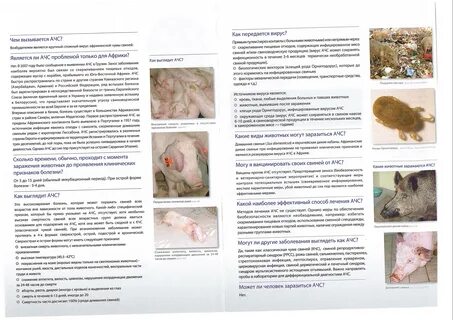 Африканская чума симптомы