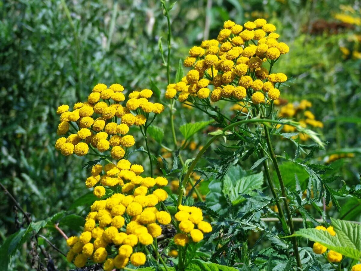 Как выглядит пижма трава фото. Пижма обыкновенная (tanacetum vulgare). Пижма обыкновенная (tanacetum vulgare l. Как выглядит пижма трава фото. Пижма (tanacetum).