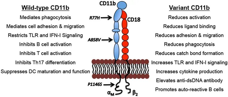 Cd11. Cd11b иммунология. Cd11b клетки это. Молекулы cd22 b cd45r.