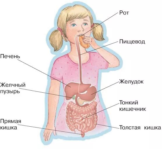 Рот пищевод кишечник. Система пищеварения человека для детей. Пищеварительная система человека для дошкольников. Строение пищеварительной системы для детей. Схема пищеварения для детей.