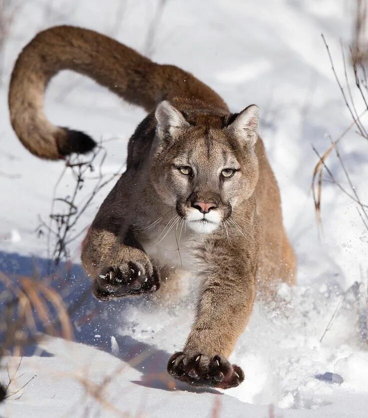 ajestic Mountain Lion . . #animalsofinstagram #natureaddict #animalphotography #