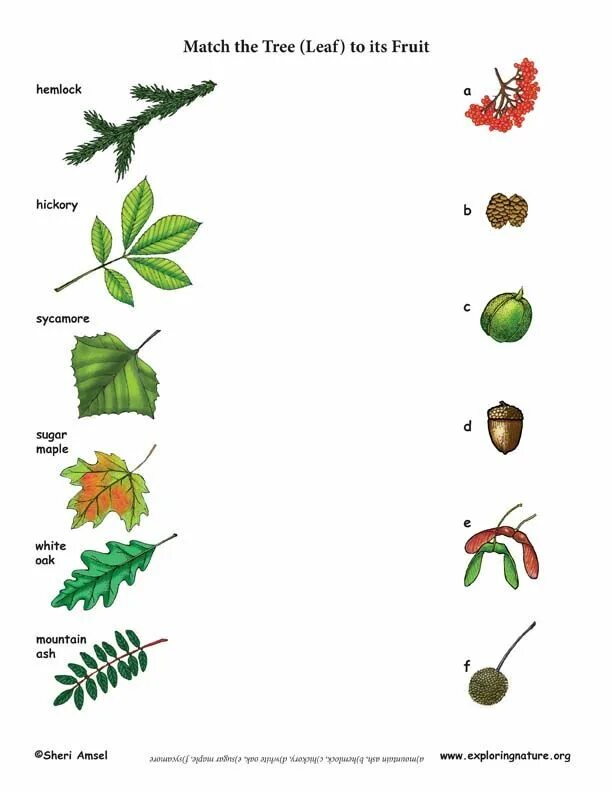 Match tree. The leaves of Trees Worksheets. Trees leaves for Kids. Matching Trees Worksheets. Match leaves and Trees.