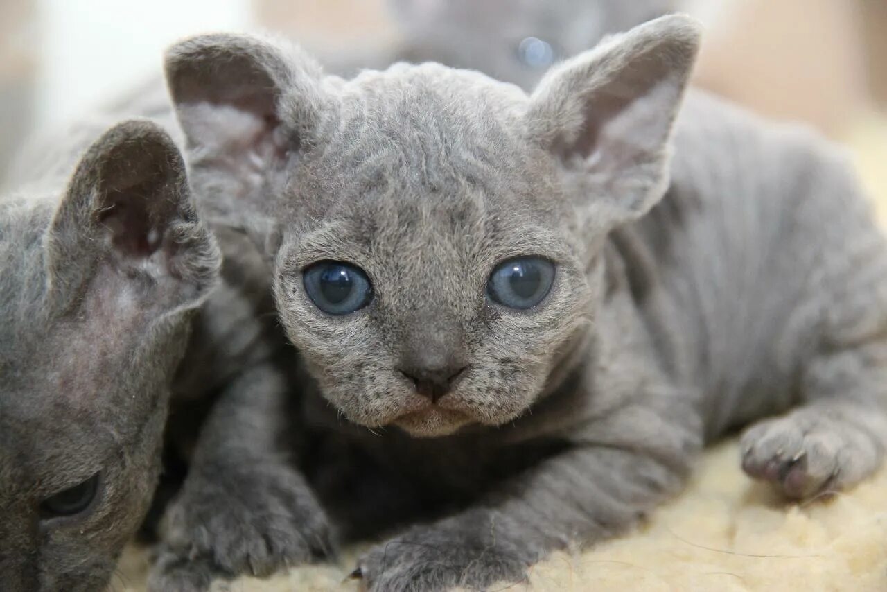 Bengal Cats For Sale San Francisco, CA #178771 Petzlover