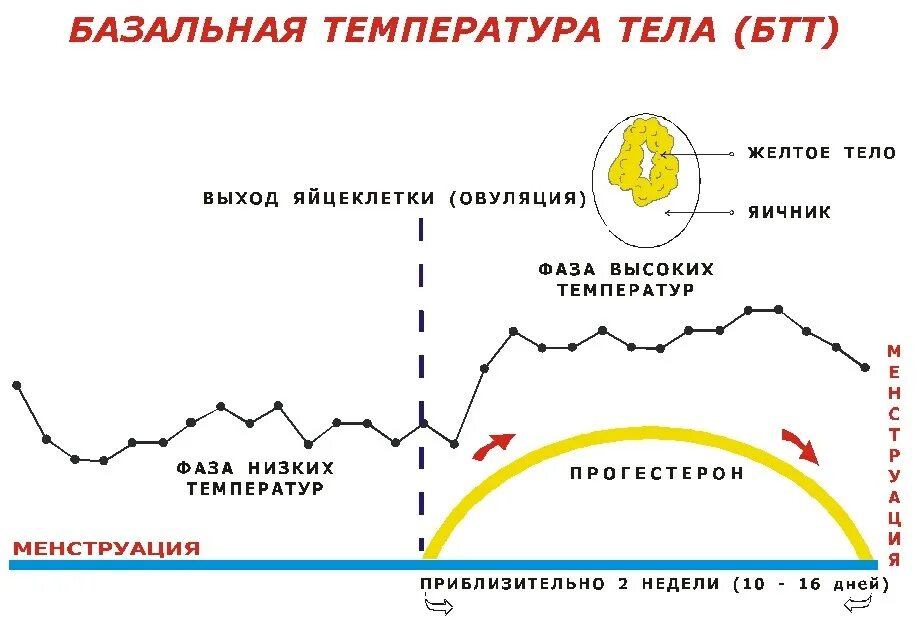 Овуляция после 35. Измерение базальной температуры 2 фазы цикла. График менструального цикла и базальной температуры. Овуляторный график базальной температуры. График базальной температуры с овуляцией.