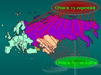 Туляремия природные очаги