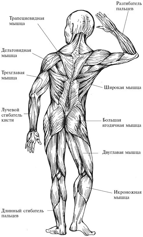 Главная мышца тела