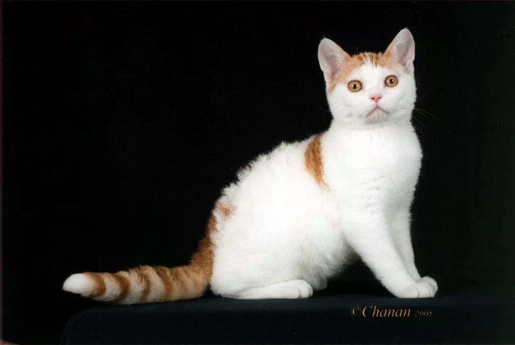 Кошка American Wirehair. Американская жесткошёрстная кошка породы кошек. Американская жесткошерстная. Американская жесткошерстная кошка трехцветная. Коты с жесткой шерстью