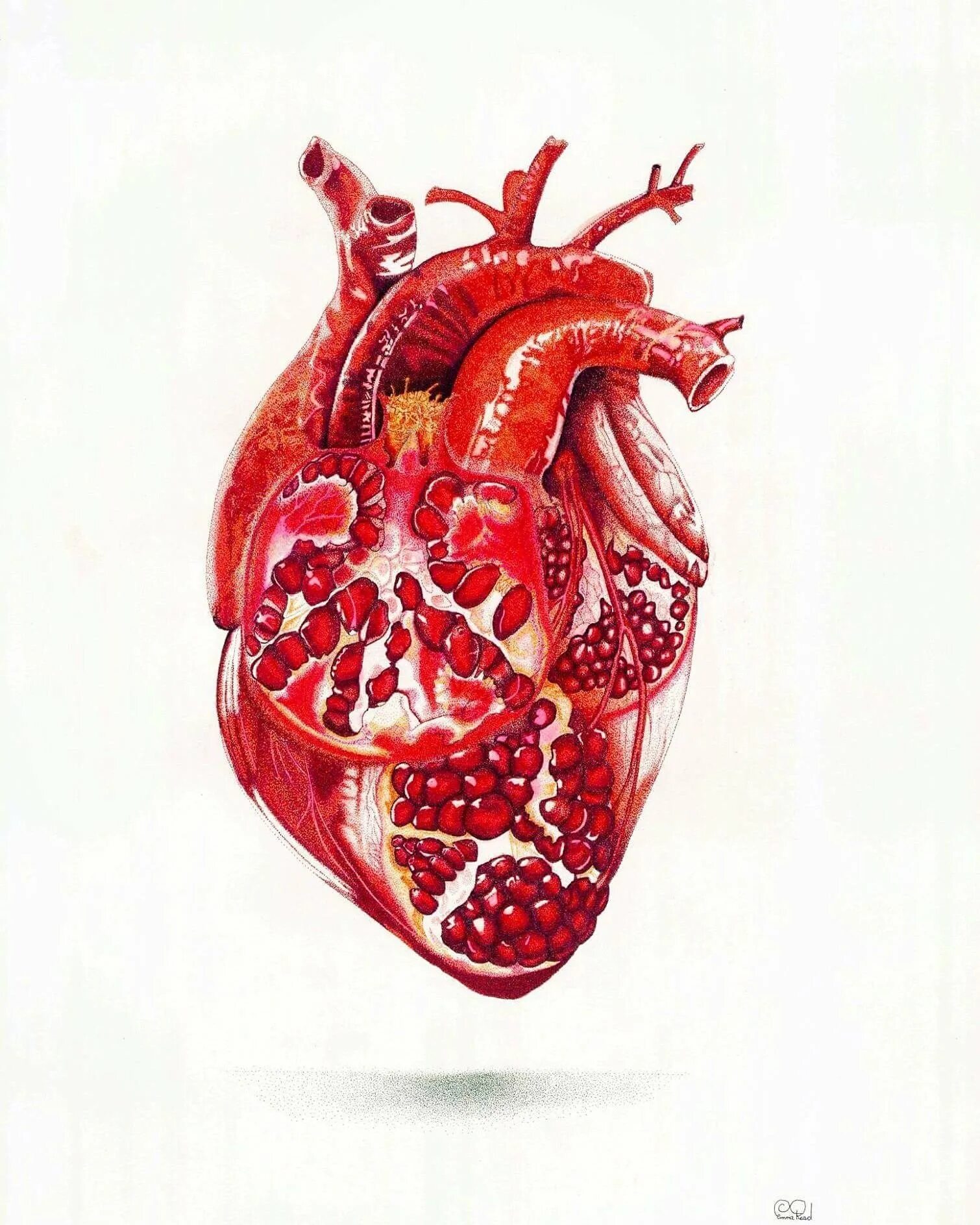 Сердце анатомия. Анатомическое сердце человека.
