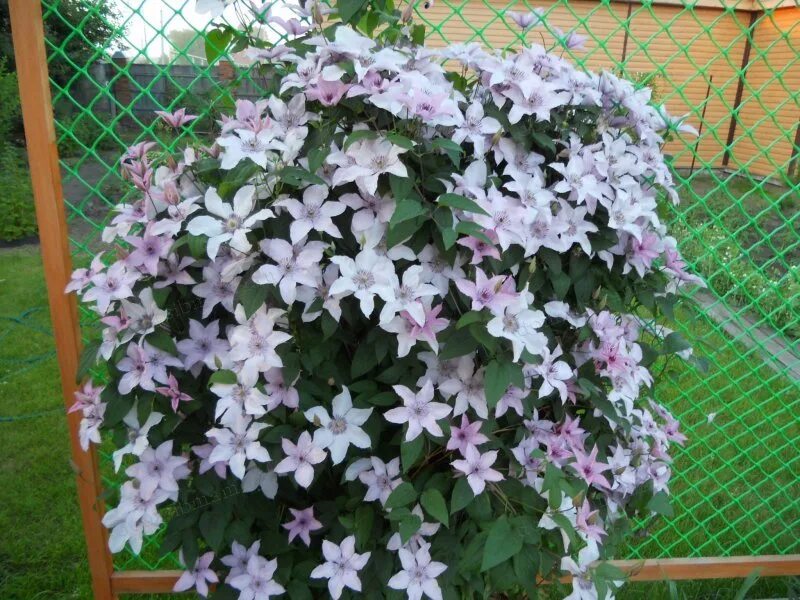 Морозостойкость клематиса