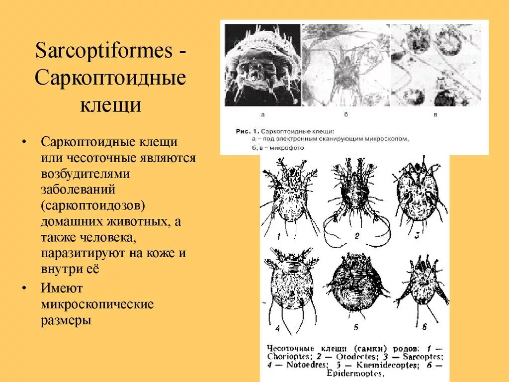 Саркоптоидные клещи это