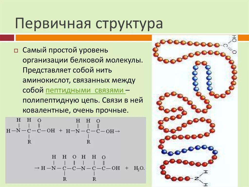 Первичная структура белковых молекул. Первичная структура белка первичная структура белка. Строение первичной структуры белка. Первичная структура белка представлена.