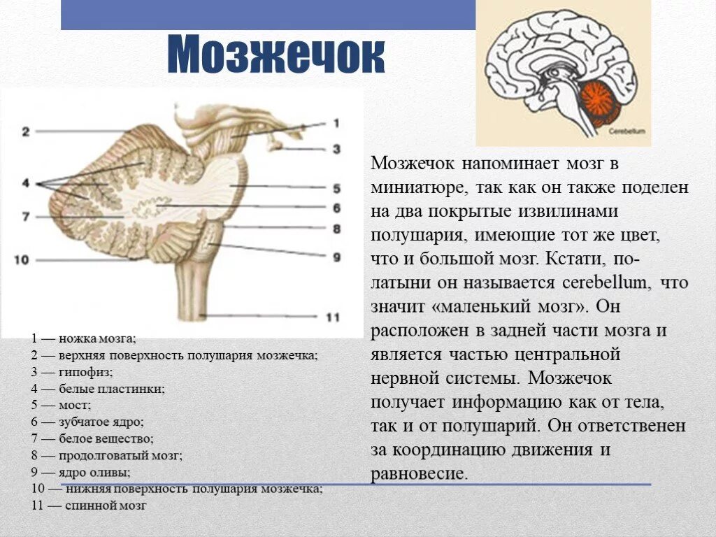 Строение мозжечка в головном мозге. Строение отделов головного мозга задний мозг. Строение мозга мозжечок мост. Задний мозг мост и мозжечок строение.