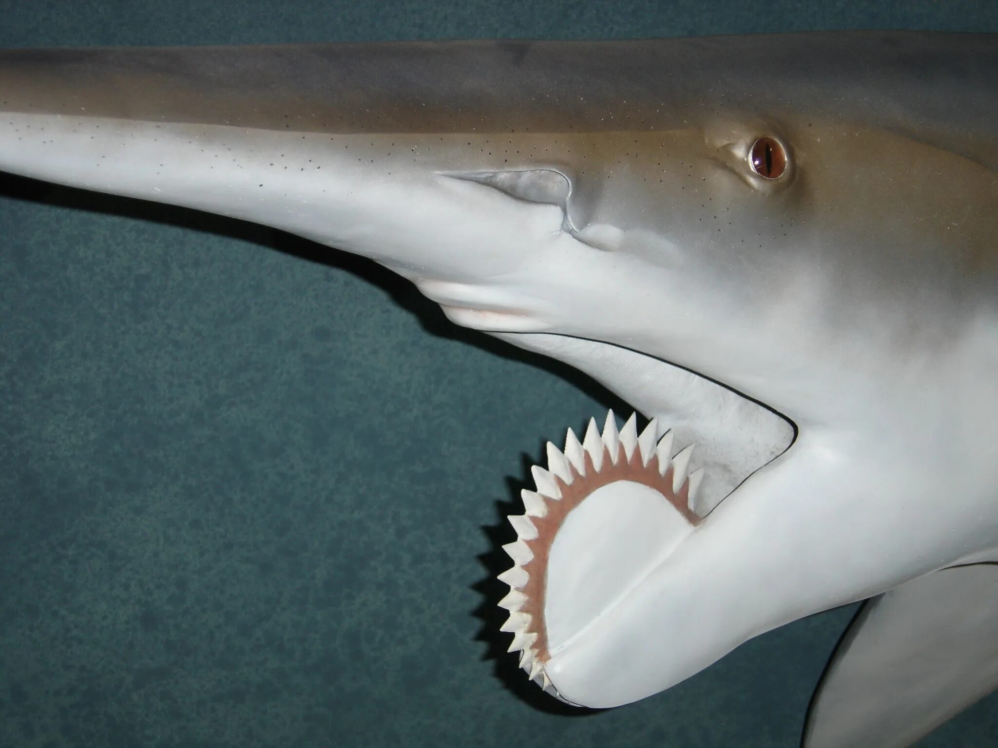 Была одной из самых острых. Геликоприон акула. Древняя акула геликоприон. Рыба геликоприон. Геликоприон скелет.