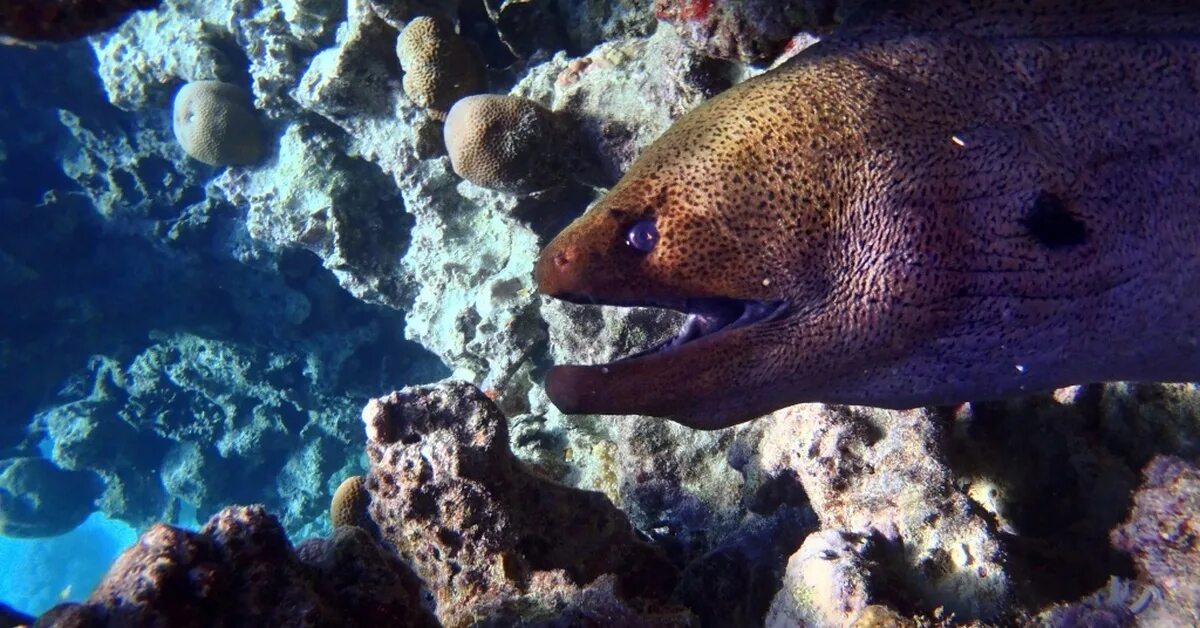 Мурена гигантская укус. Нападение мурены на человека. Цепная мурена. Гигантская мурена челюсти. Атака мурены.