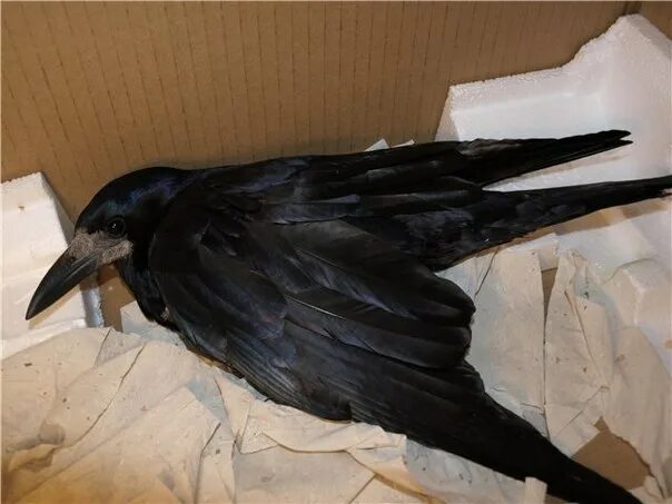 К чему снится ворона в доме. К чему снится ворона в доме