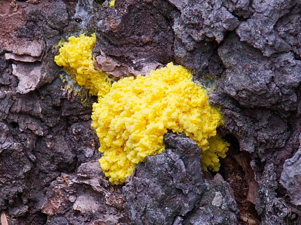 Желтая плесень (slime mold). Слизевик physarum polycephalum. Слизевик что это. Слизевик что это. Слизевик что это.