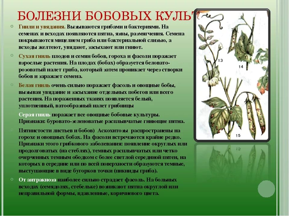 эпифитотия заболевания. массовые заболевания культурных растений называются. массовые заболевания культурных растений называются. эпидемия пандемия эпизоотия эпифитотия. единичные заболевания растений.