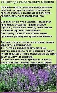 Шалфей для женщин противопоказания