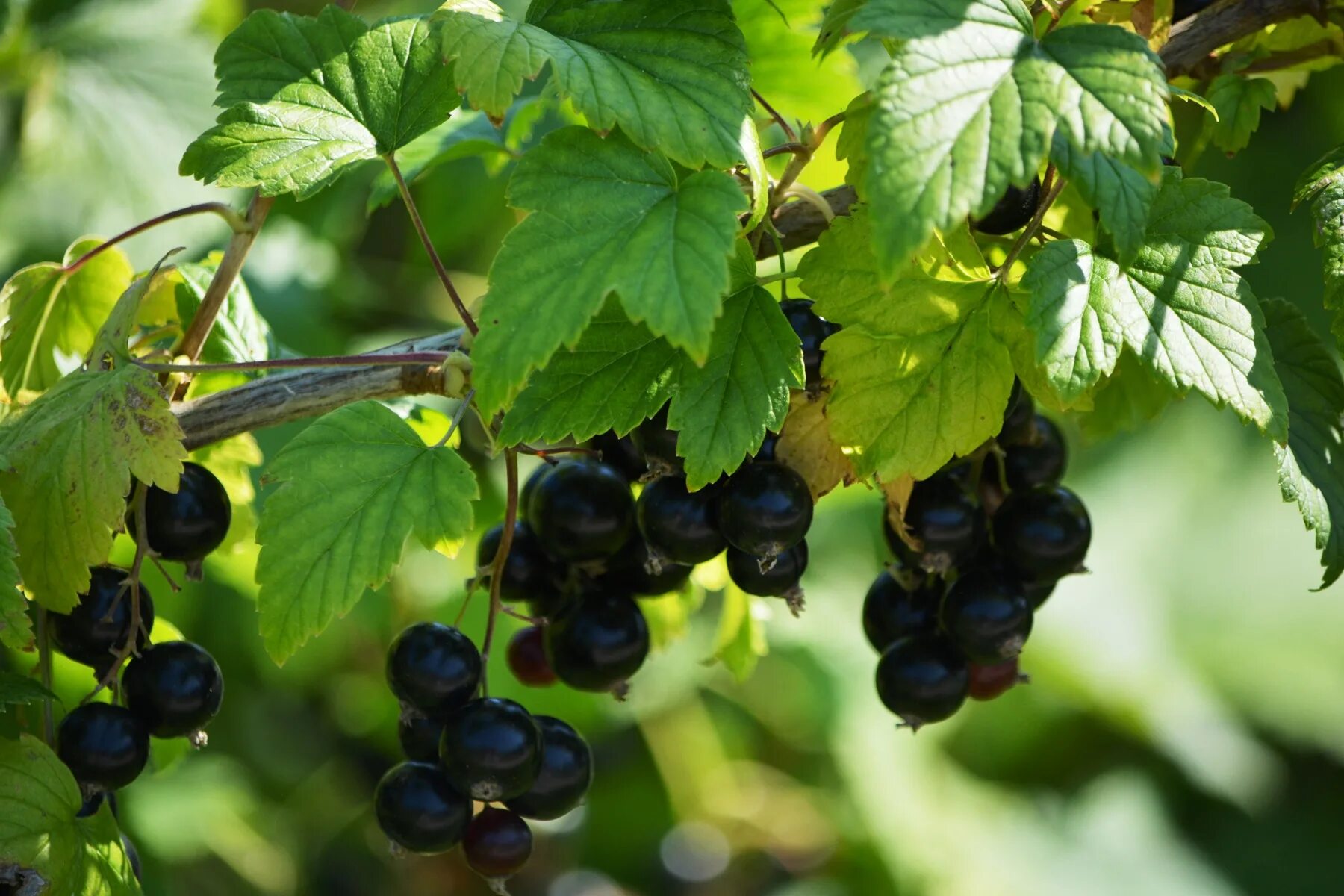 Урожайность черной смородины. Смородина ribes. Смородина Детскосельская. Смородина чёрная. Смородина дикуша Охта.