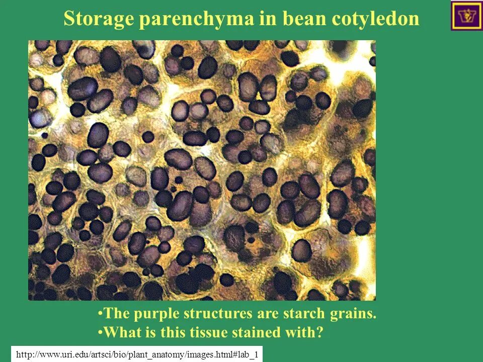 крахмальные зерна в клетках клубня картофеля. ткань картофеля. запасающая паренхима клубня картофеля под микроскопом. ткани растений запасающая ткань. ткань картофеля.