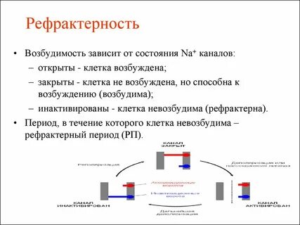 Рефрактерный период и его роль 10 класс