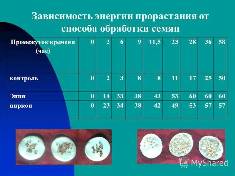 Пункты инструкции по проращиванию семян огурцов. Таблица проращивания семян. Время проращивания семян. Сроки энергии прорастания и всхожести семян. Температура прорастания семян.