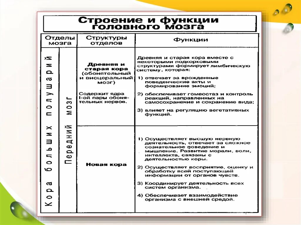 Нервная система человека