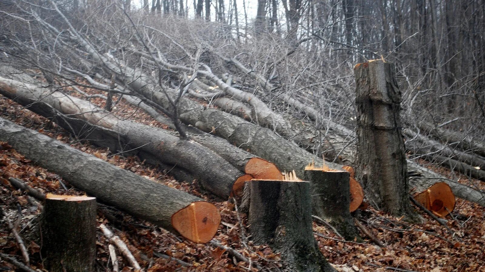 Down trees. Жёсткие леса. Cut down Trees. Cutting down Trees. Cut Cut дерево.
