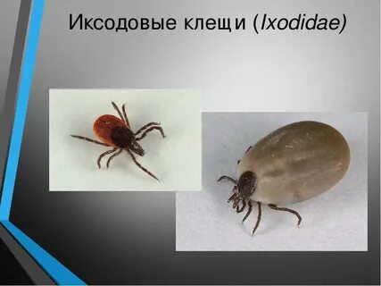 Какие есть клещи названия