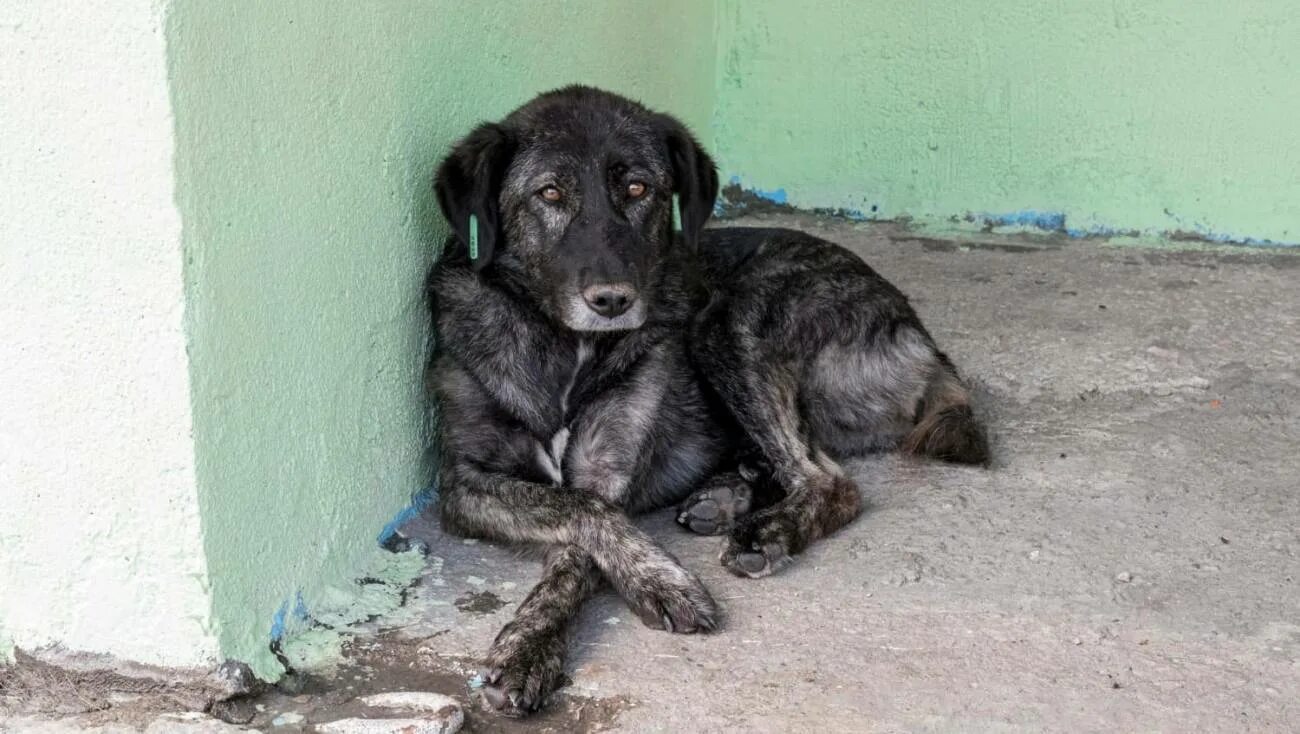 Правила поведения при встрече с бродячими собаками. Нападение бродячих собак. Что делать с бездомными собаками. Что делать с бездомными собаками. Бродячие собаки.