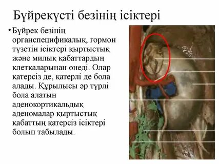 Желідегі кішкентай порно видеолар