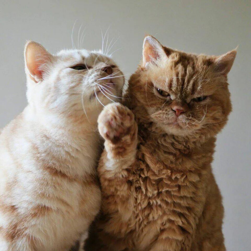 Два кота давай. Кошачья любовь. два кота. коты пара. парочка котов.