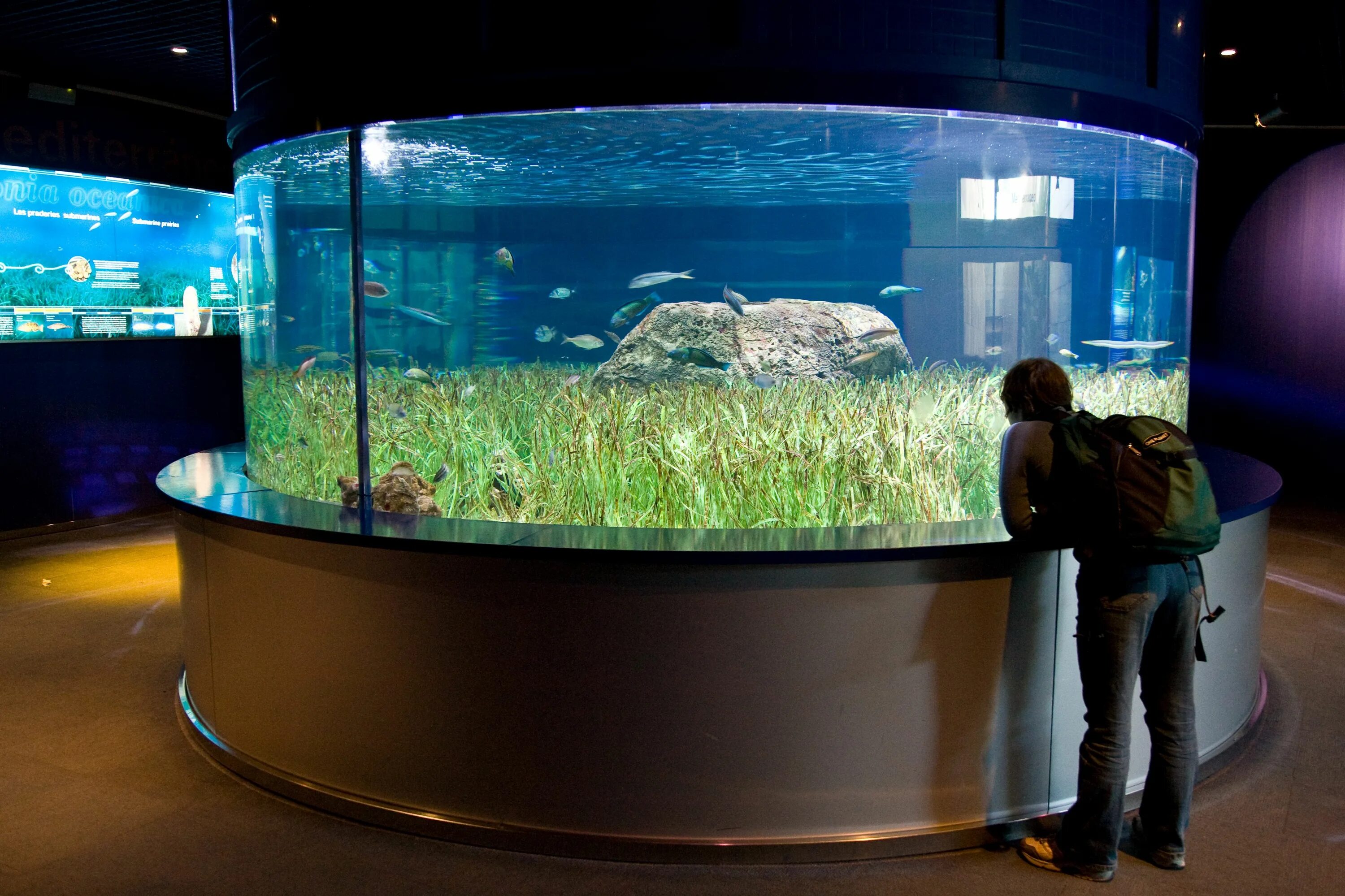 Аквариум aquarium. Океанографический парк Валенсии. Большие аквариумы. Огромный аквариум. Красивые аквариумы.