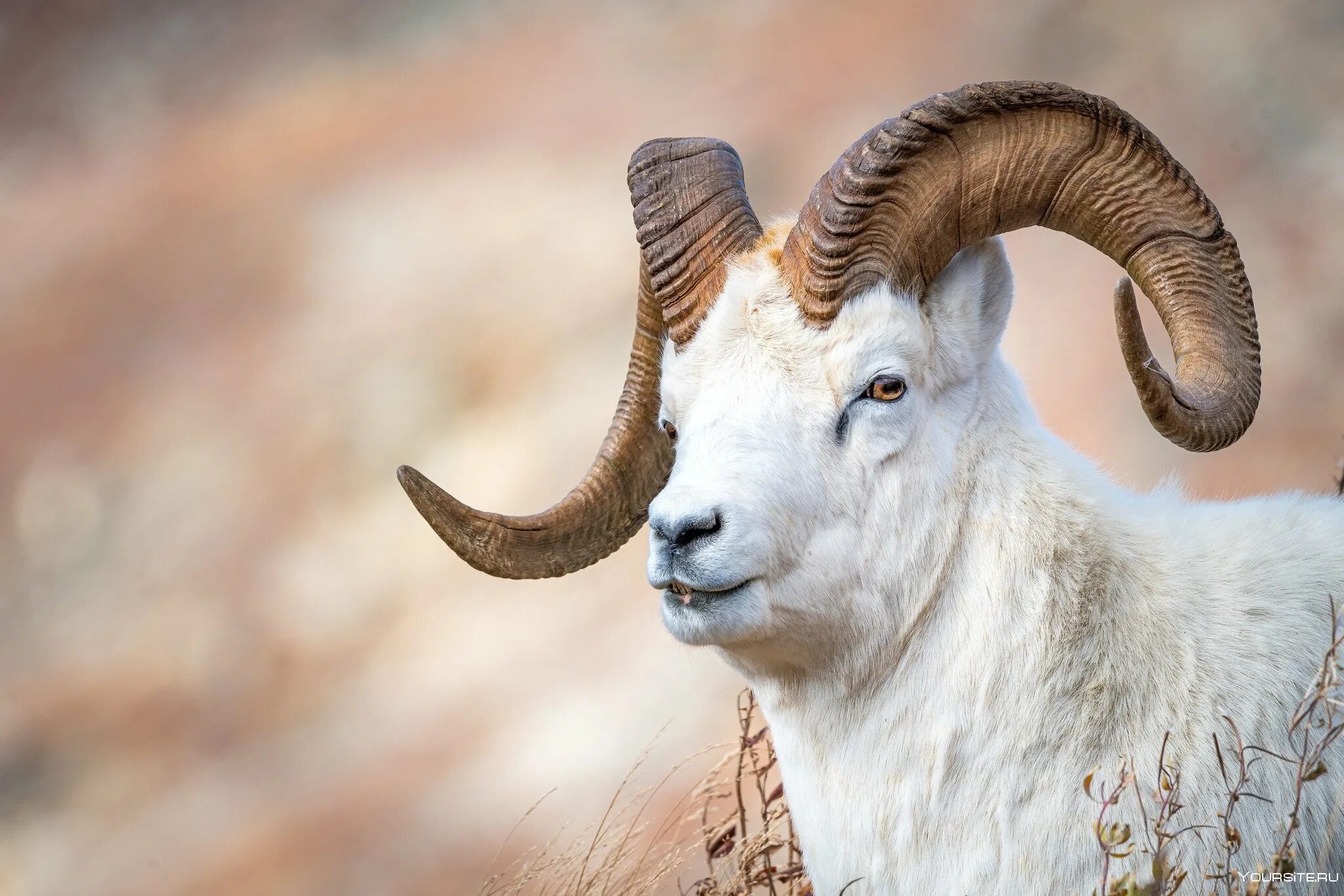 Муфлон мохнорылый. Баран 6 букв. Узбекский баран. Баран 6 букв. Горный баран марко поло рога.